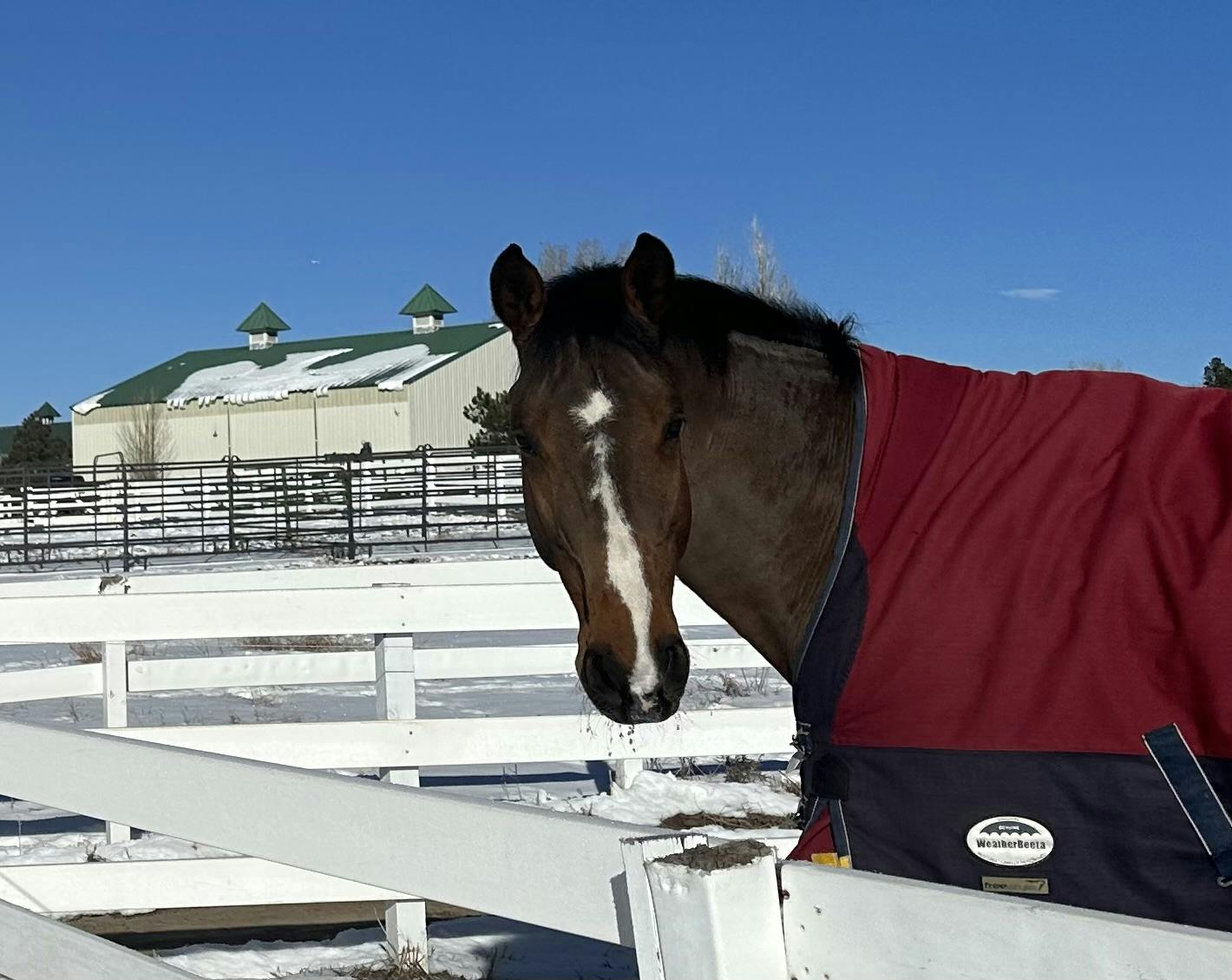 <p>Susan DeSylvia, M.A.</p>