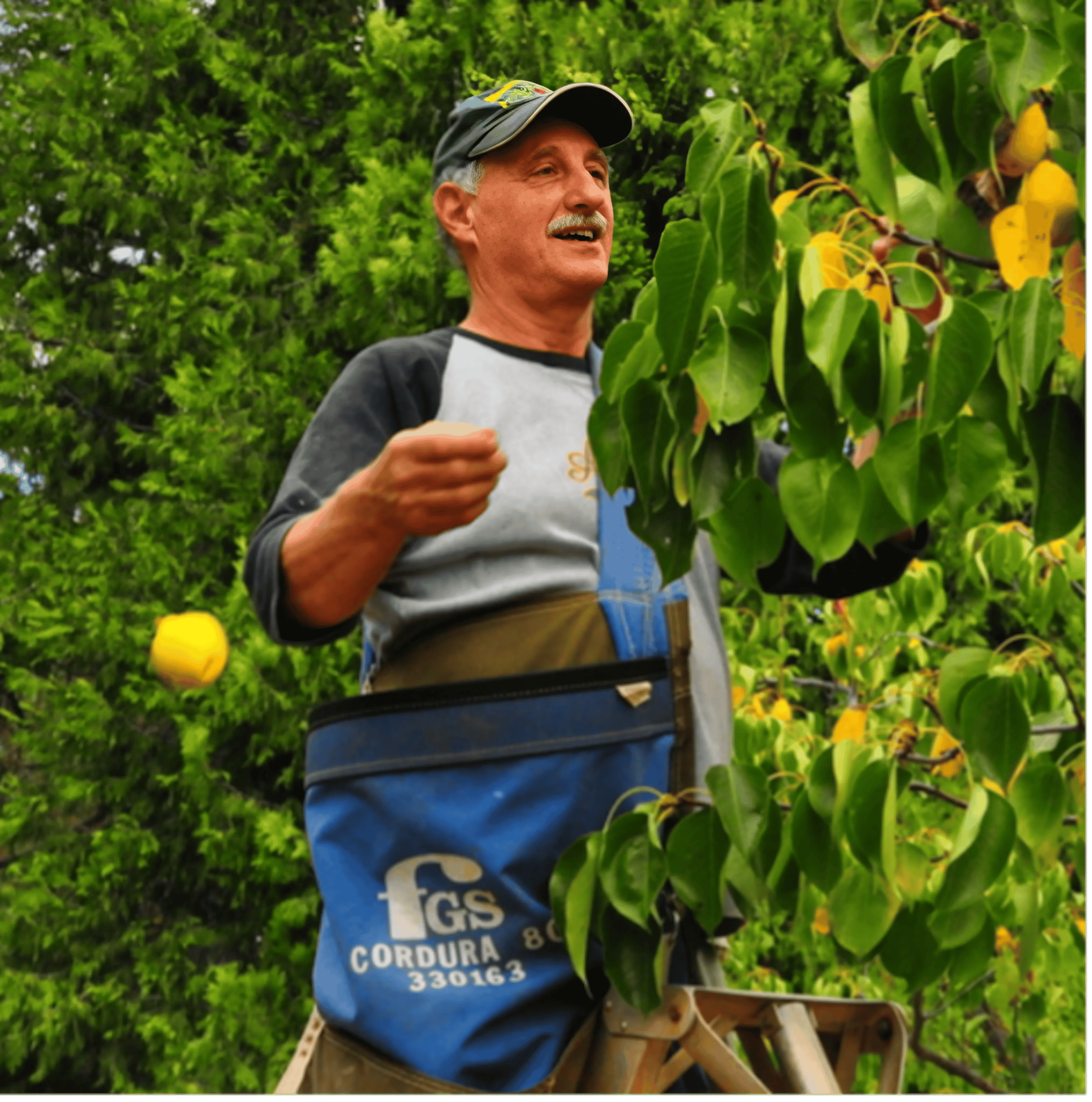 Picture of man with a green had and a blue bag picking oranges from a green tree