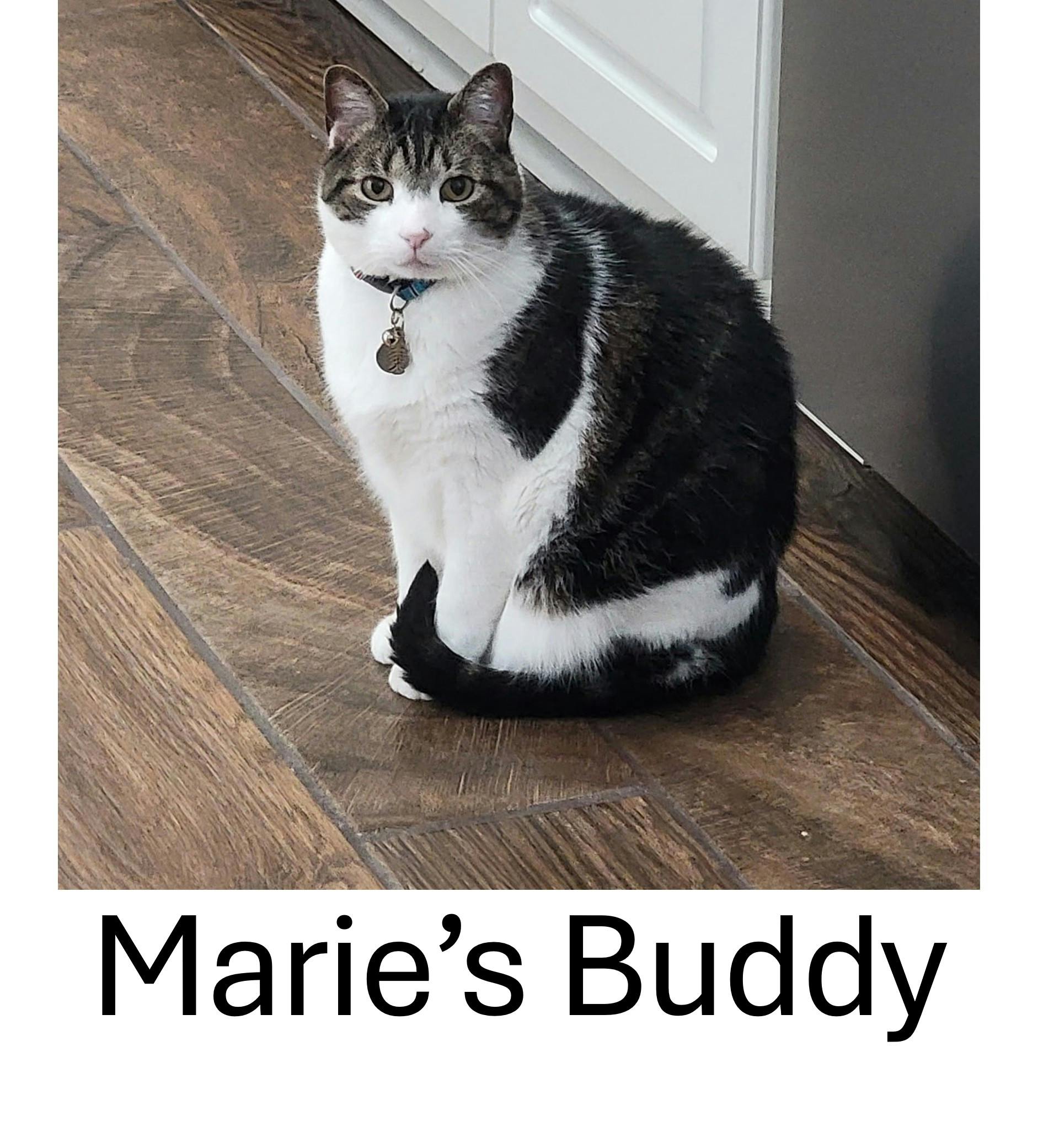 Marie's Buddy2