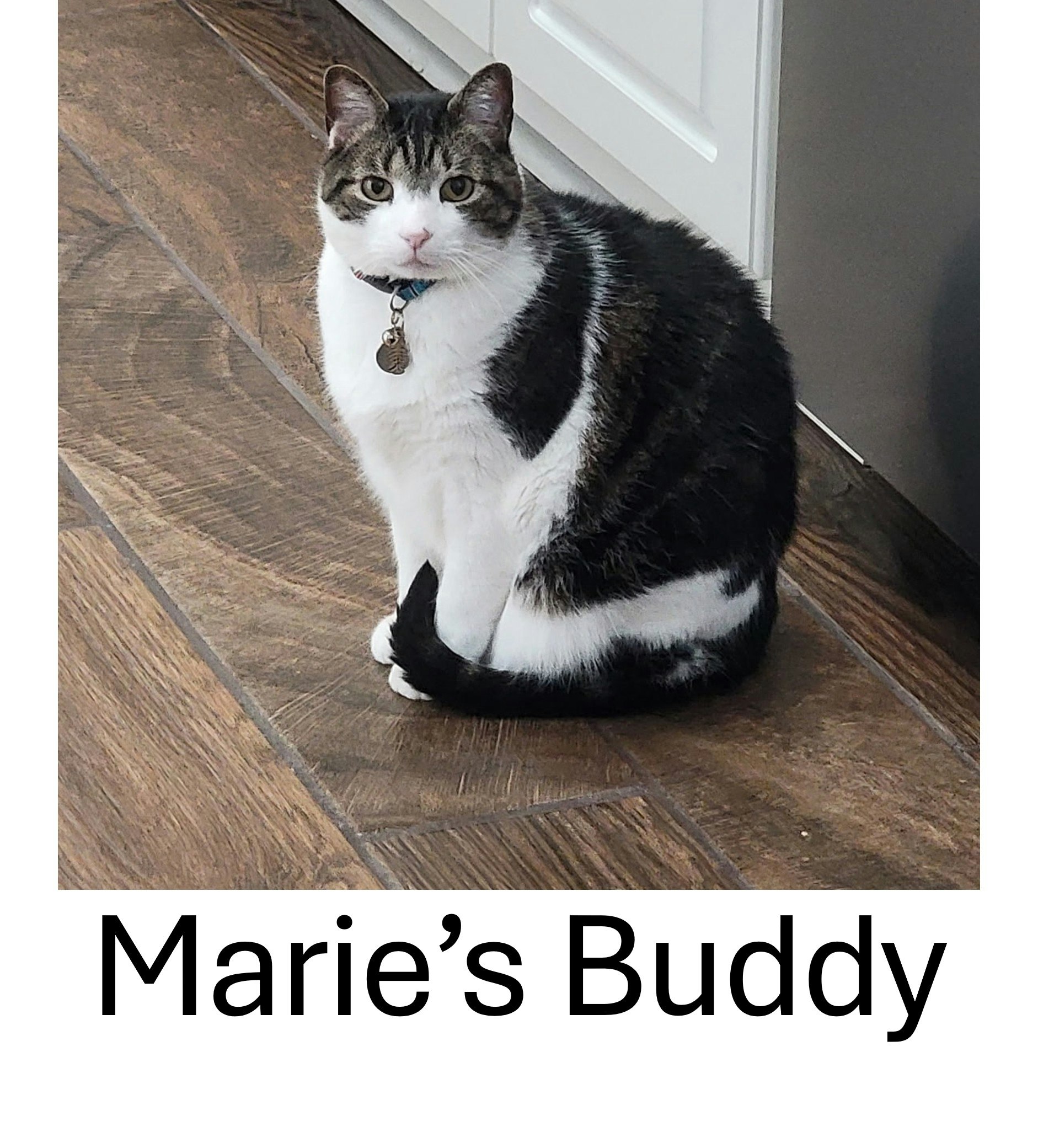 Marie's Buddy2