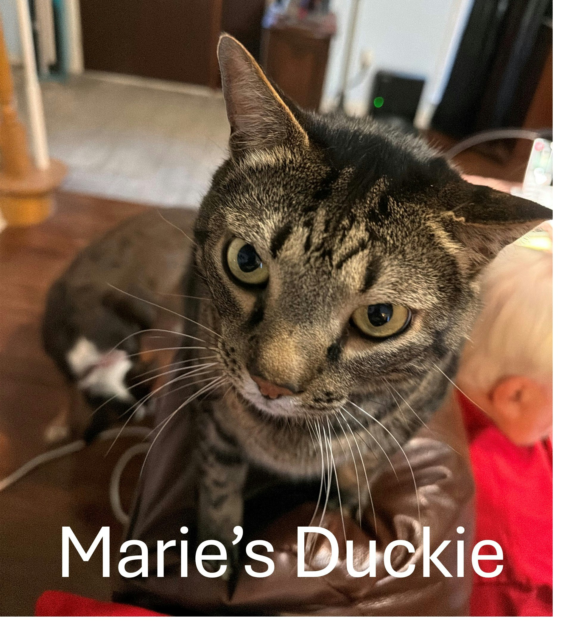 Marie's Duckie