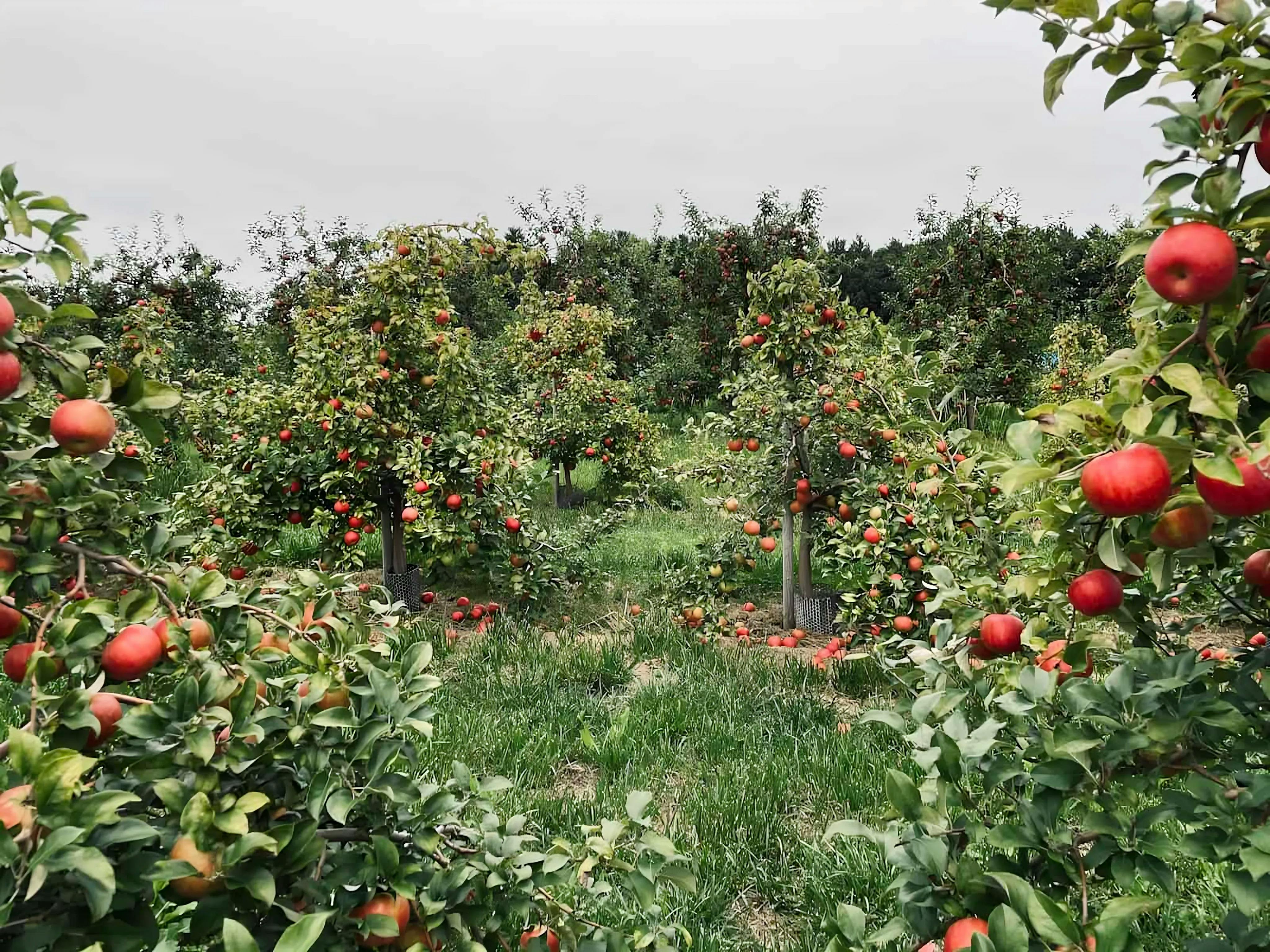 Mack's apple orchard Londonderry, NH