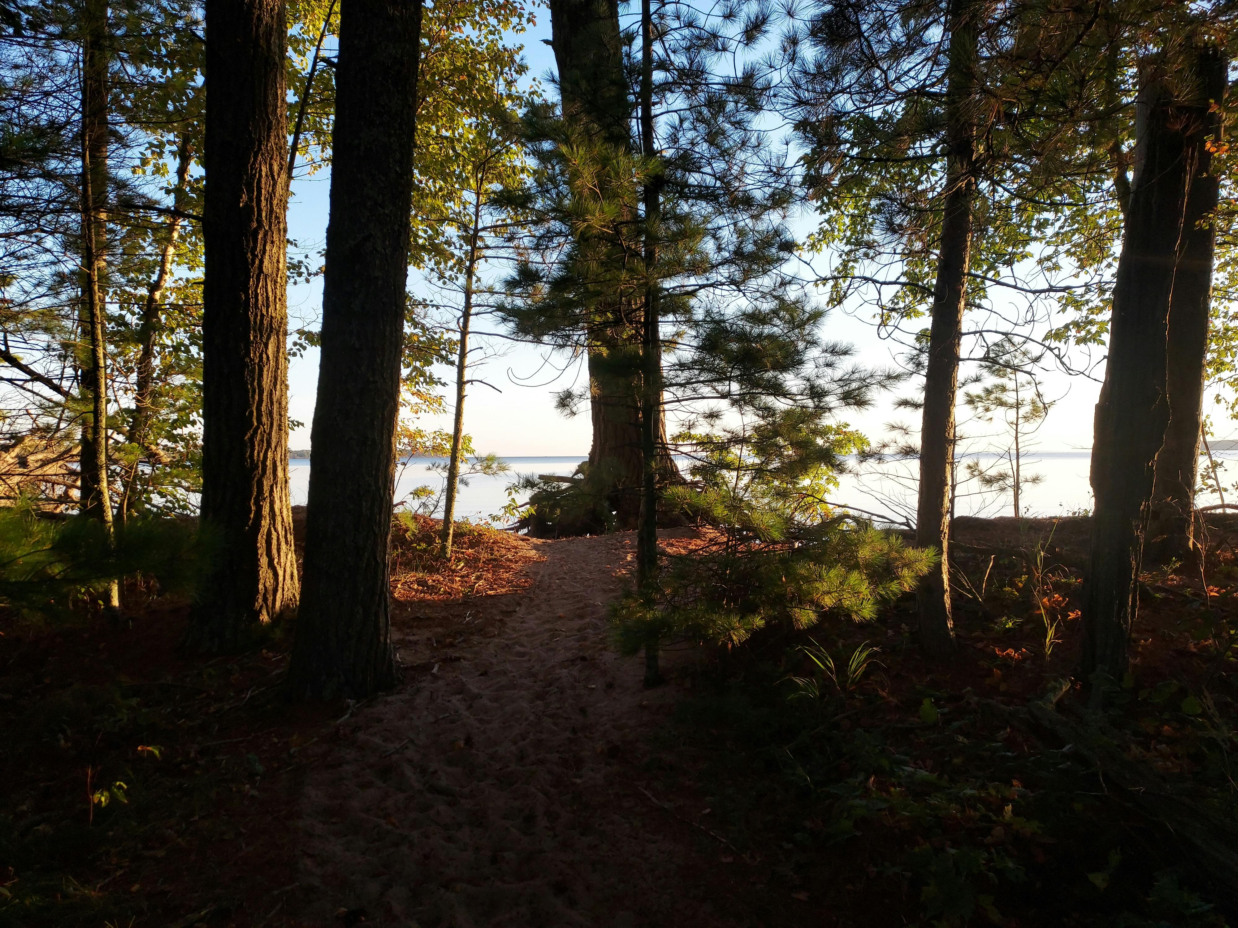 Wisconsin Forest