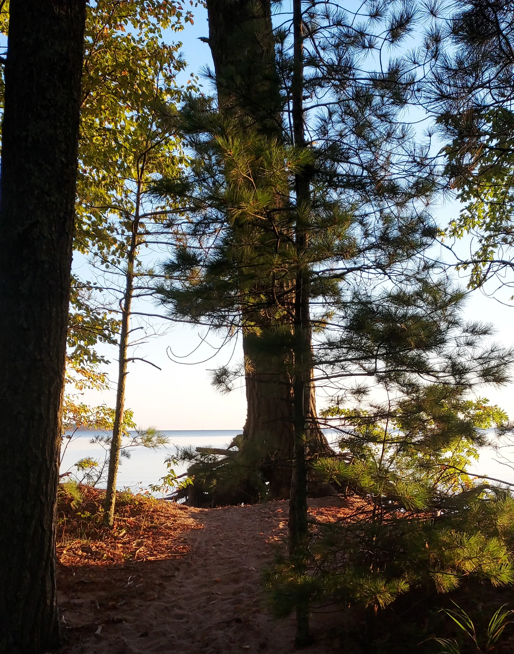 Wisconsin Forest
